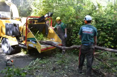 tree services Anthem